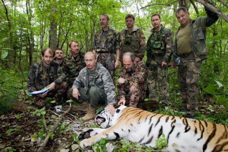 Putin and associates in fatigues pose with a tiger that has been tranquilized and tagged.