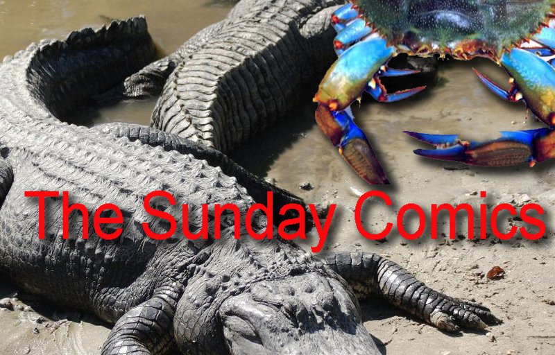 Gator Sunday Comics