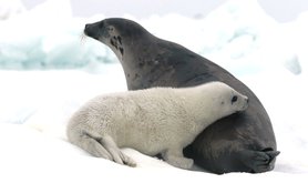Russian seals