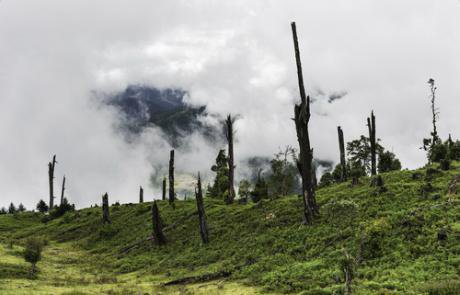 Deforestation and disease Indian forests