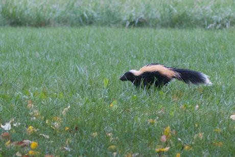 A much nicer skunk. Alan Levine/Flickr. Some rights reserved.