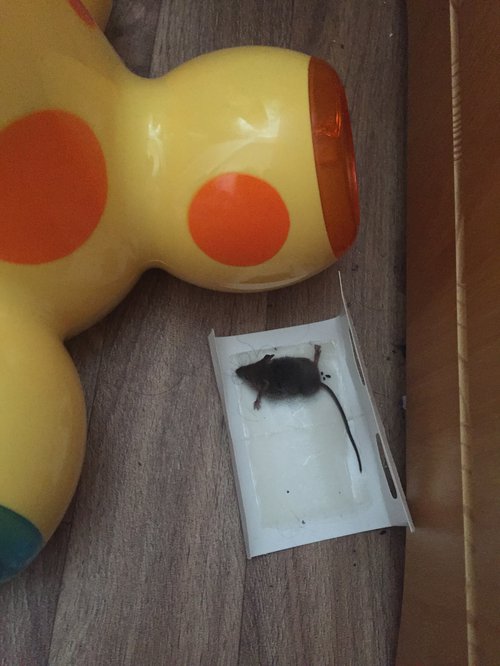 Dead mouse next to brightly coloured child&#x27;s toy