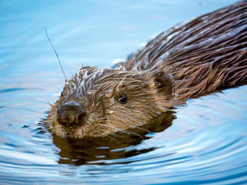 young beaver.jpg