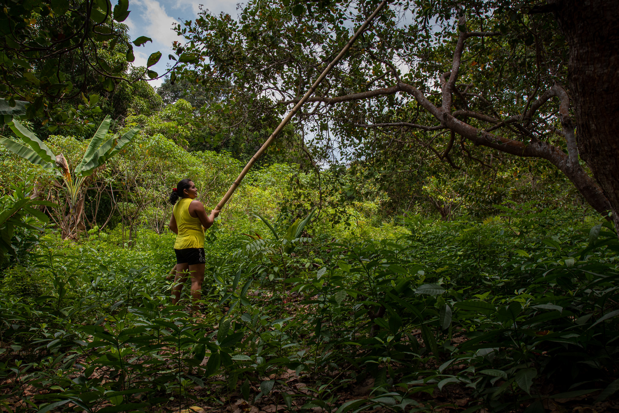 Cómo el estado que más deforesta se puede convertir e líder de bioeconomía  | openDemocracy