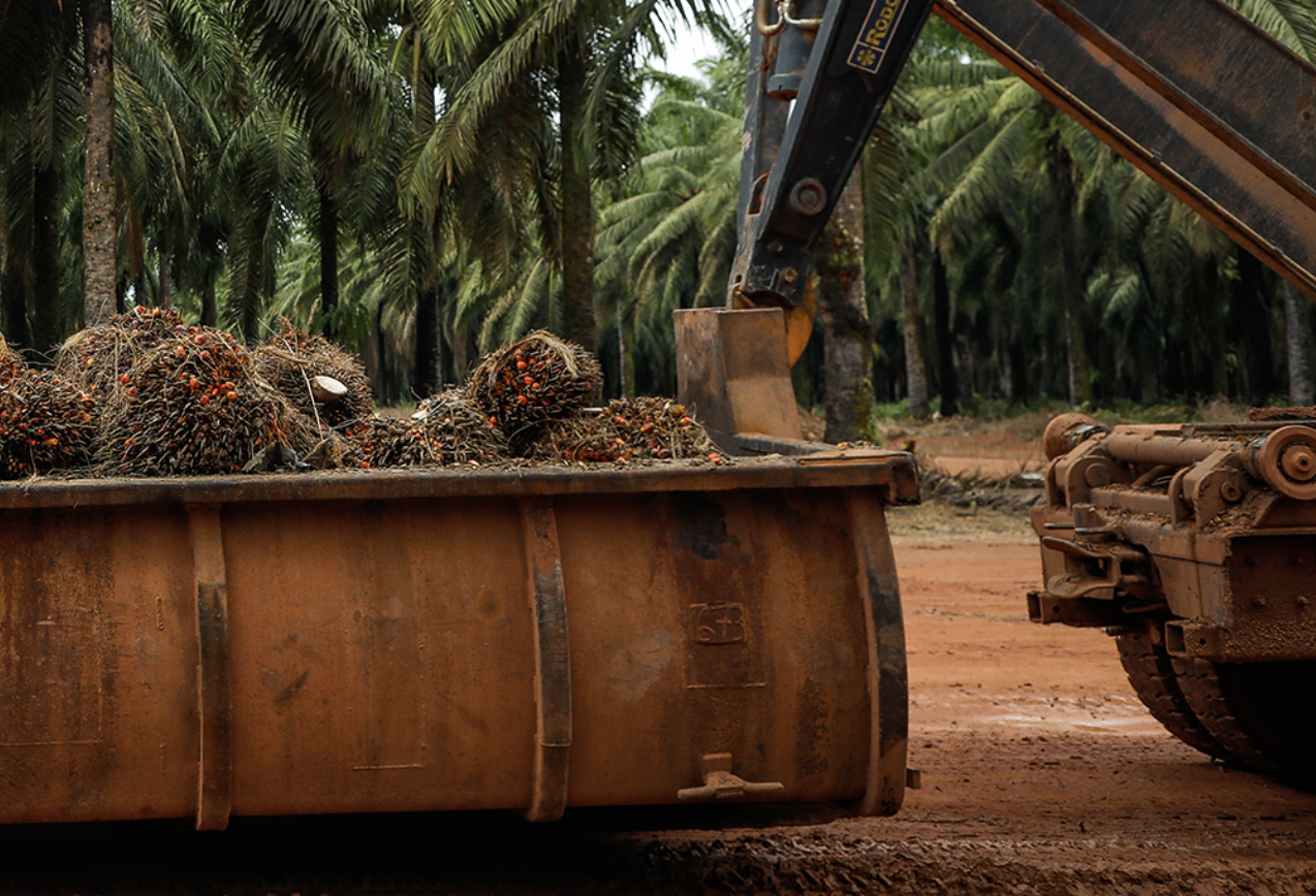 Por trás do óleo de palma que a Nestlé compra na Amazônia