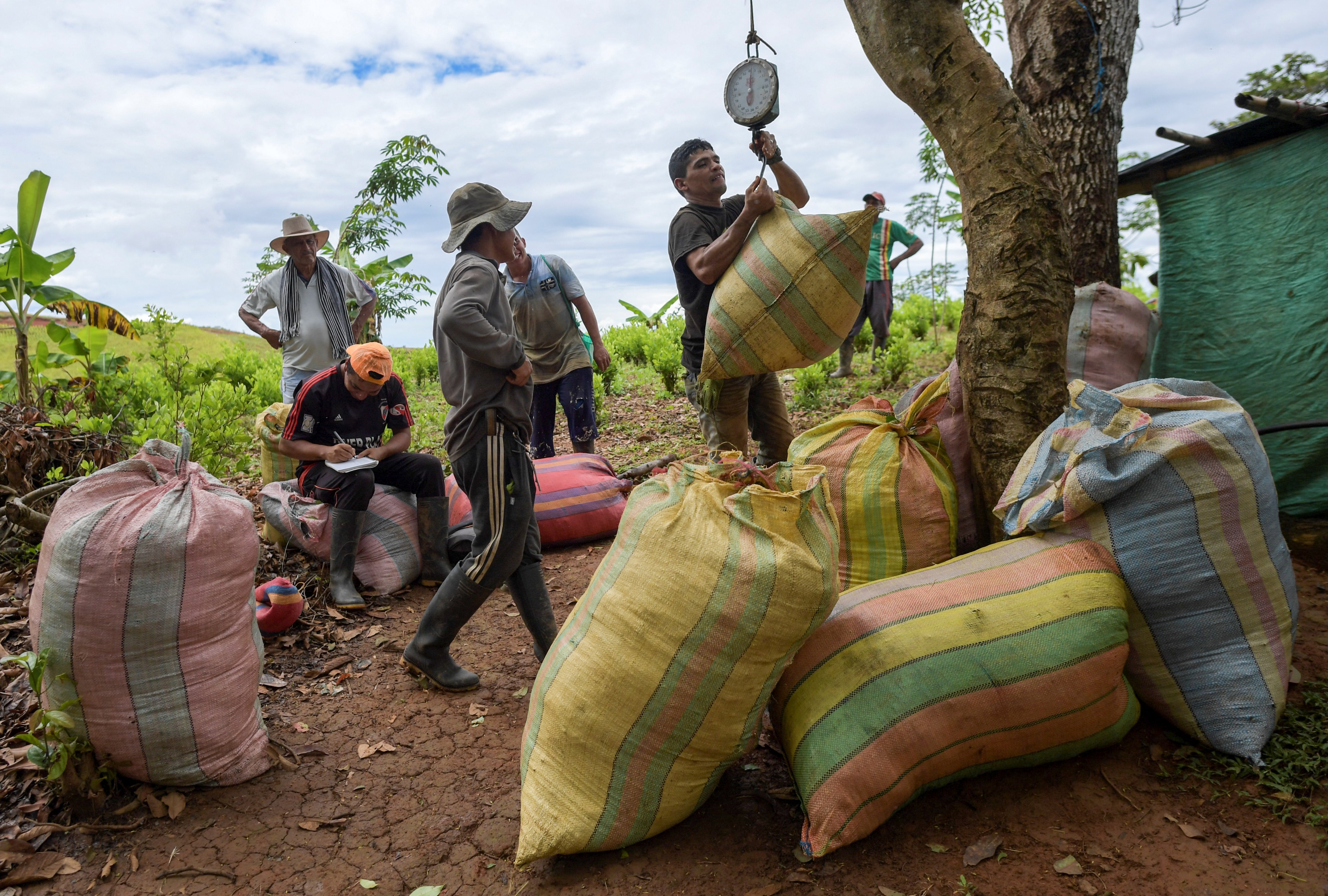 Por qu se ha desplomado el precio de la coca en Colombia