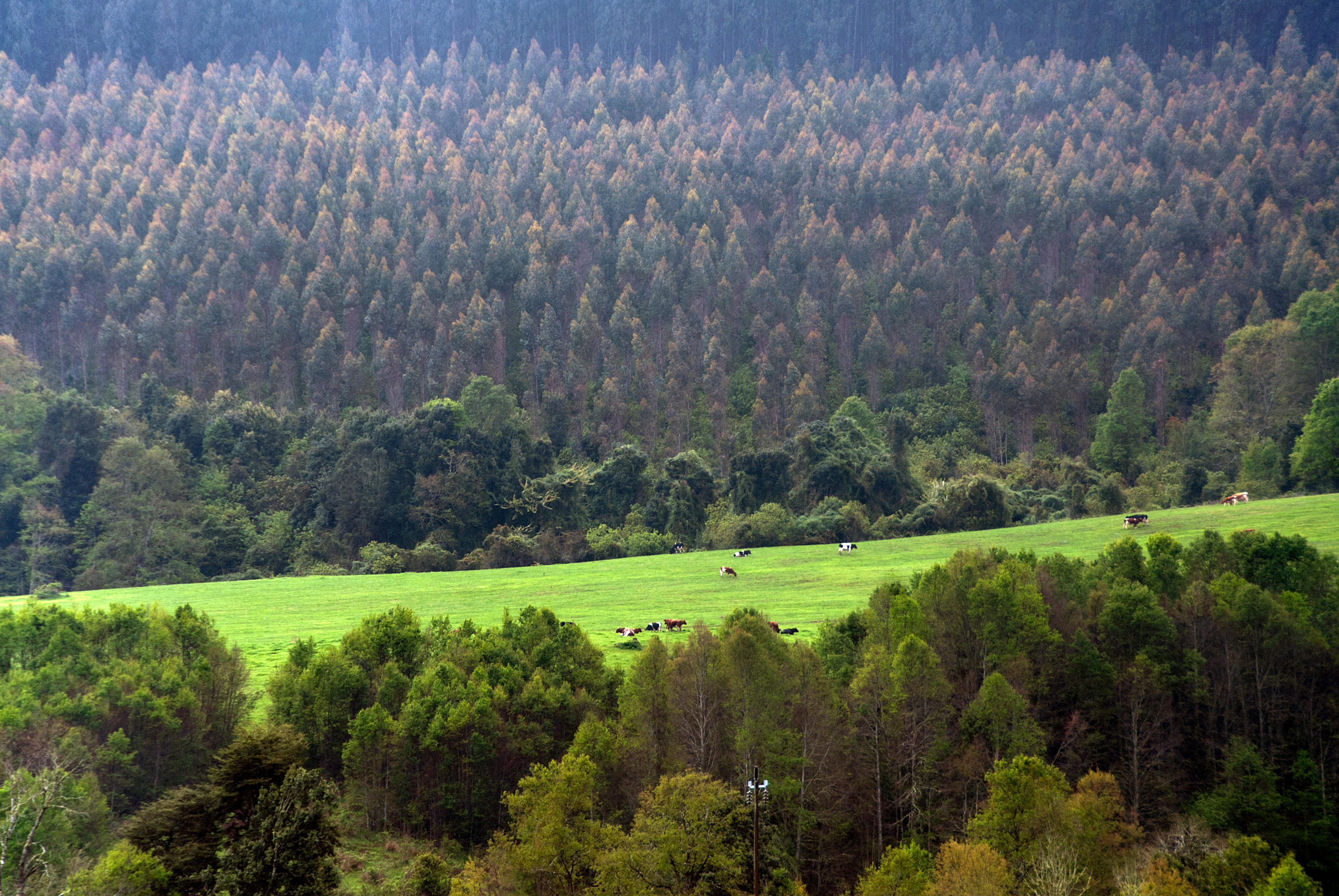 Por qué arden tanto los bosques en Chile? | openDemocracy