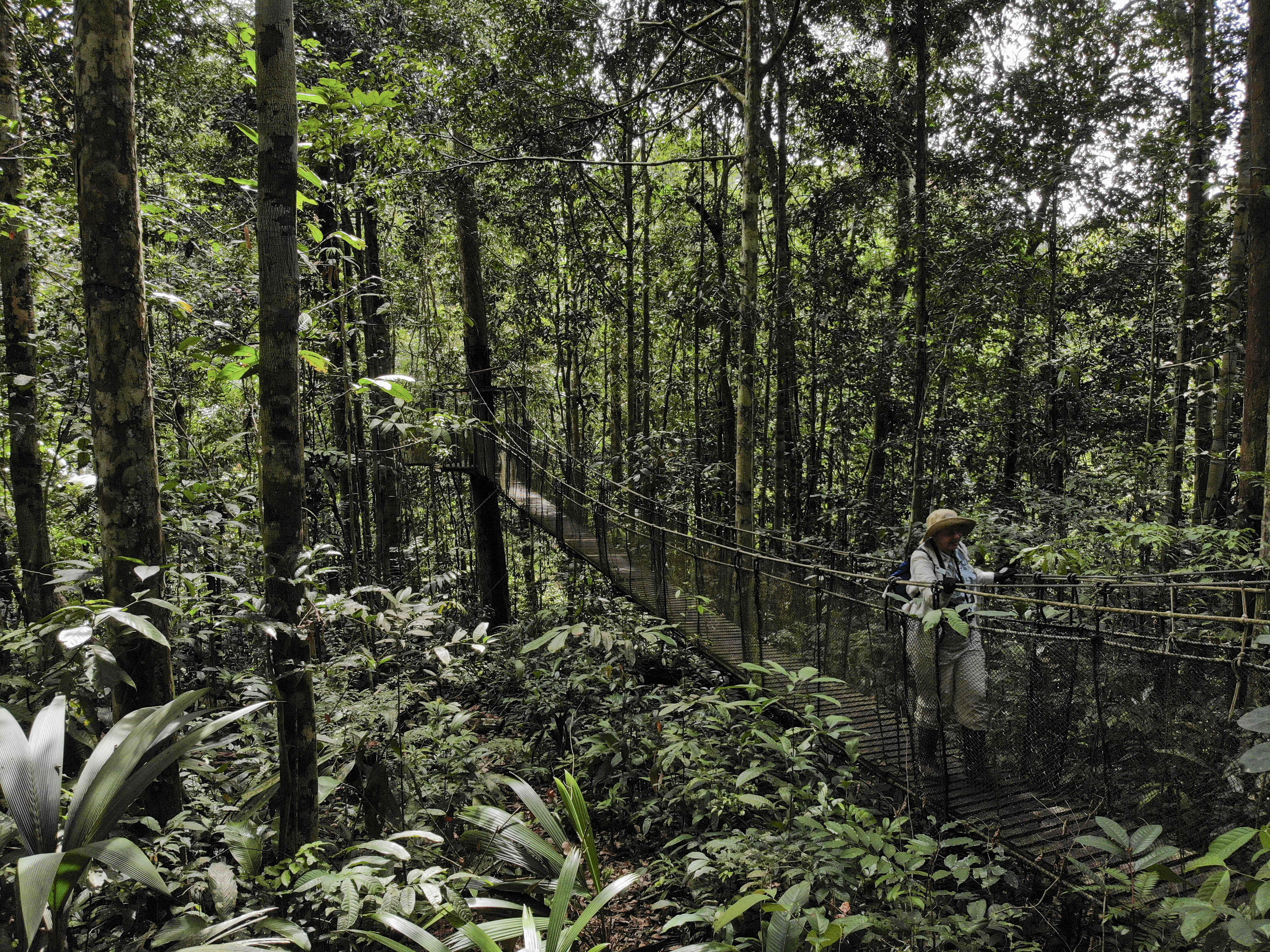 Una mafia corrupta expolia los bosques del Perú | openDemocracy