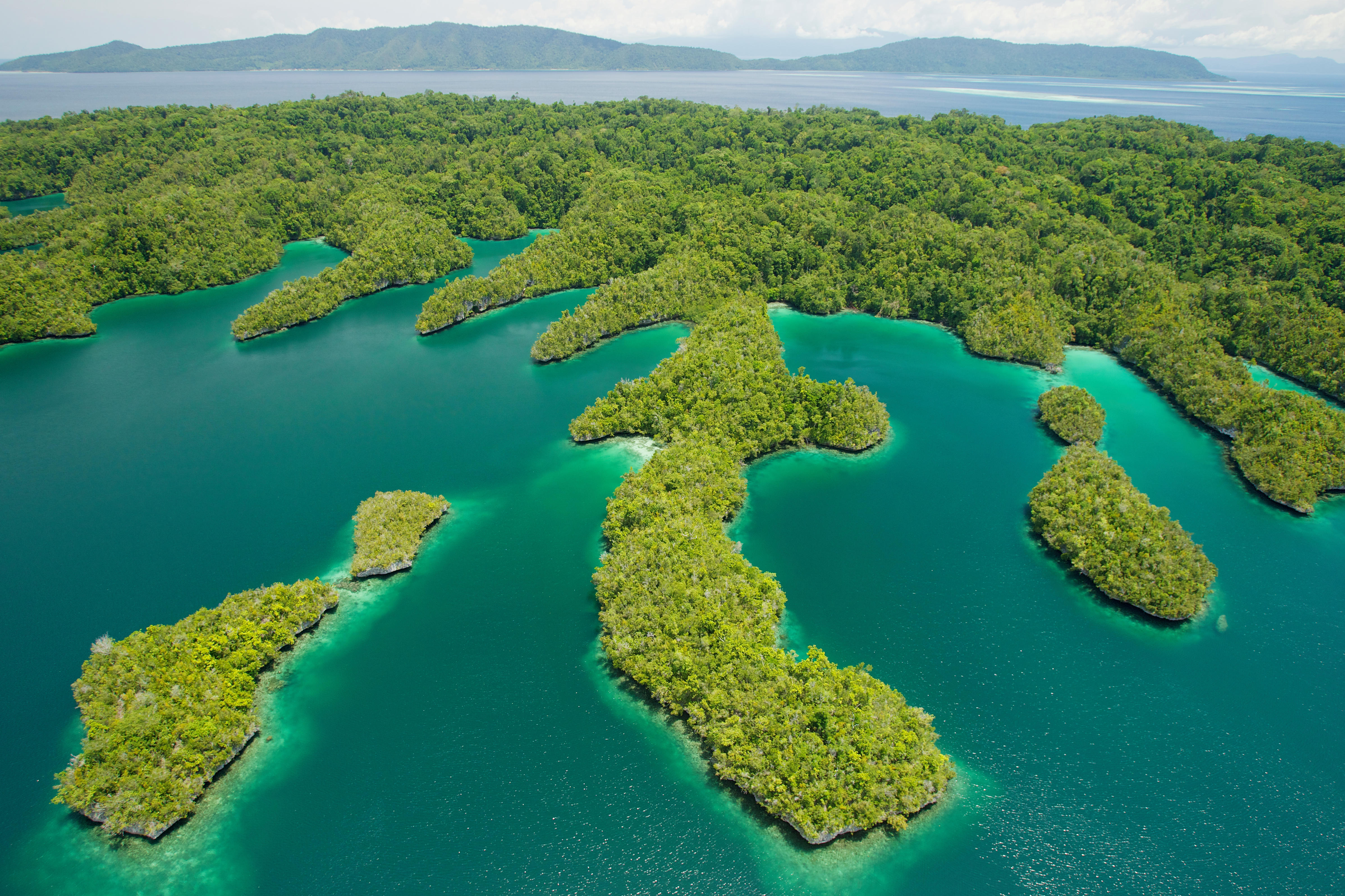 Indonésia: Manguezais para a vida  Movimento Mundial pelas Florestas  Tropicais